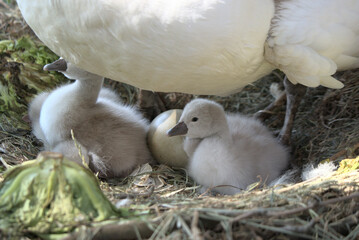 Bébés cygnes tuberculés (Cygnus olor) âgés de quelques jours dans son nid avec encore un œuf non éclos - Bas Rhin -France