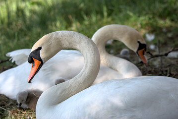 Couple de cygne tubercul&eacute; (Cygnus olor) s'occupant de leur b&eacute;b&eacute;s - Bas Rhin - France