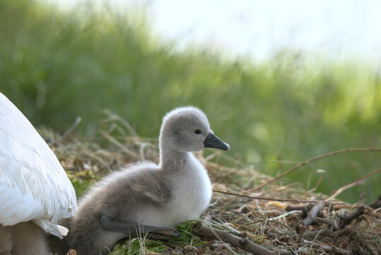 B&eacute;b&eacute; cygne tubercul&eacute; (Cygnus olor) &acirc;g&eacute; de quelques jours - Bas Rhin -France
