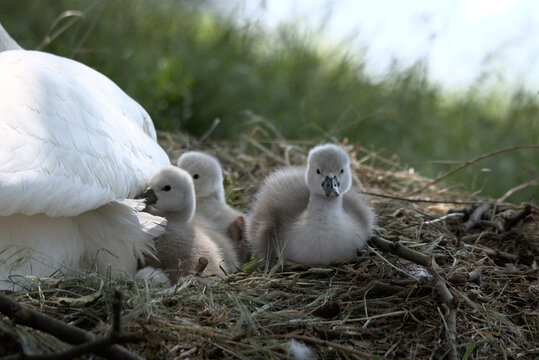 B&eacute;b&eacute;s cygnes tubercul&eacute;s (Cygnus olor) &acirc;g&eacute;s de quelques jours dans leurs nids - Bas Rhin -France