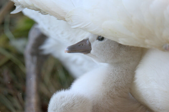 B&eacute;b&eacute; cygne tubercul&eacute; (Cygnus olor) &acirc;g&eacute; de quelques jours sous l'aile de son parent - Bas Rhin -France