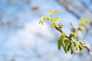 Walnut buds on a branch with leaves against the background of a blue sky. 