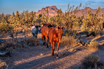 Salt River Wild Horses