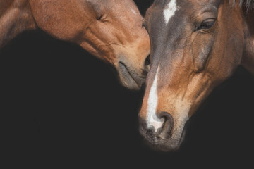 Heads of brown horses close up. Isolated on a black background.