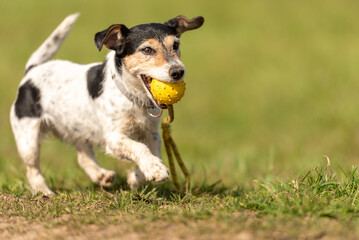 a small cute Jack Russell Terrier dog running fast and with joy across a meadow with a toys in his...