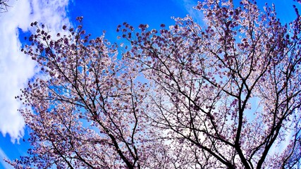 フィッシュアイレンズで撮影した満開の桜と木々と青空