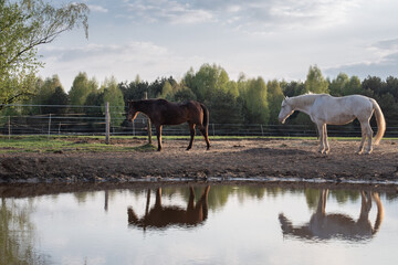 Bay horses in the pasture by the water. Lazy evening in the stable. No stress, relaxed, calm.