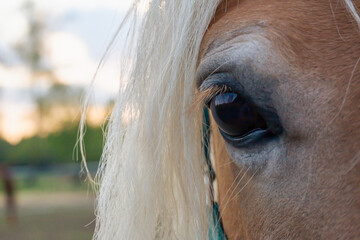 Close up portrait of a horse head. Beautiful palomino horse in the rays of the setting sun. Relax, no stress. Full frame, background, banner - obrazy, fototapety, plakaty