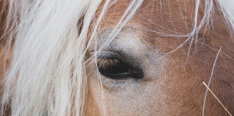 Horse close up. No stress, relaxed. Banner background. A closed eye and a beautiful white mane....