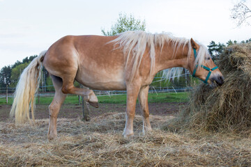 palomino horse eat hay, sun sat