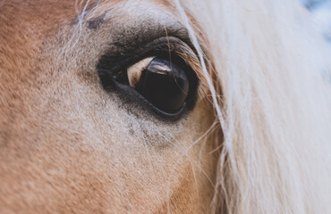 A large eye of a scared horse. Stress, beauty, white mane, background. Pet care. High buttons