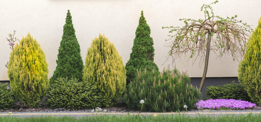 Plants in the garden in spring. Shrubs and conifers growing against the wall of the house. Summer banner background - obrazy, fototapety, plakaty