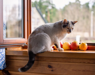Lazy relaxed country scene. A cat on a window sill in a wooden house. View of the fields on a sunny...