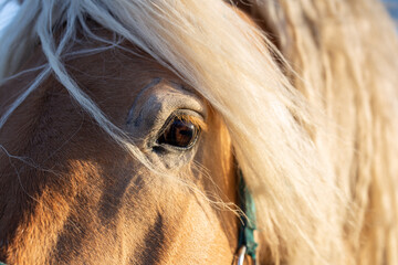 Horse head portrait at sunset. Beautiful white mane, big black eye. No stress, calm, relaxed....