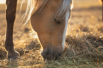 palomino horse eat hay, sun sat - Powered by Adobe