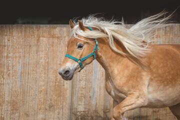 A beautiful palomino horse runs trotting with a flowing white mane. Wooden paddock fence background.