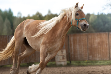 A beautiful palomino horse gallops across the paddock. Background of a wooden fence. Haflinger with a beautiful flowing white mane - obrazy, fototapety, plakaty