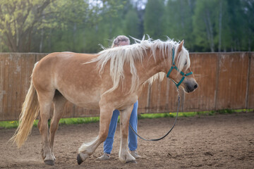 Exercises, horse lunging. The girl is practicing with a horse in the paddock against the backdrop of a wooden fence in the sunshine. Nature background. Natural riding - a hobby
