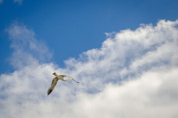 seagull flying through the blue sky with white clouds