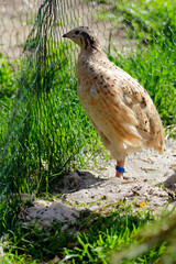 laying quails in species-appropriate husbandry take a sand bath for feather care