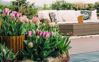 Taras z miejscem do wypoczynku piękną dekoracją tulipanów w doniczkach - obrazy, fototapety, plakaty