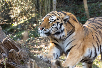 Siberian tiger close up stretching