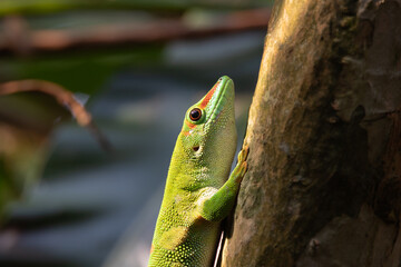 Madagascar gecko climbing a tree