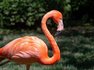 pink flamingo on the beach