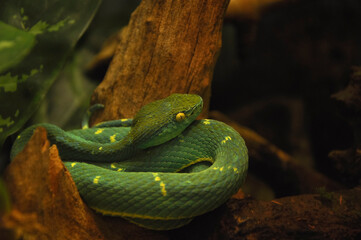 Green pit viper