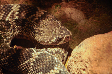 close up of a rattlesnake