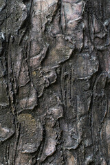bark of a tree