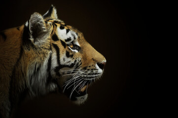 Portrait of a tiger