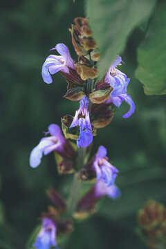 Flores moradas luminiscentes