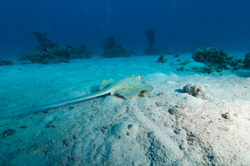 Trigone a macchie blu, Taeniura lymma, tra sabbia e barriera corallina