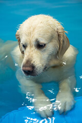 portrait of golden retriever dog training in the swimming pool. Pet rehabilitation. Recovery training prevention for hydrotherapy. pet health care