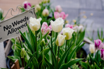 Białe tulipany w doniczkach na tarasie w ogrodzie