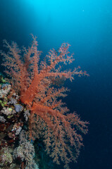 corallo molle del genere Dendronephthya di colore rosso sulla barriera corallina