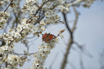 Butterfly European peacock (Aglais io), commonly known  as the peacock butterfly, a spring butterfly between the white flowers of a blooming pear tree. Springtime, Europe, Poland, Podlachia.
