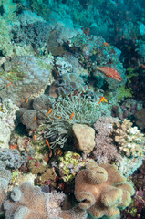 Barriera corallina con diversi tipi di coralli