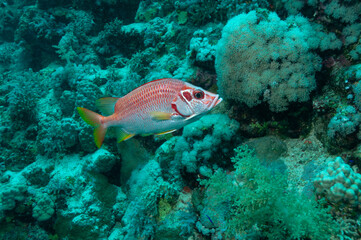Fototapeta na wymiar Pesce scoiattolo, Sargocentron spiniferum, mentre nuota sulla barriera corallina