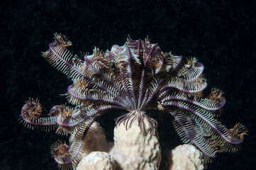 Crinoide sopra un corallo duro con le braccia dispiegate per nutrirsi © Massimo