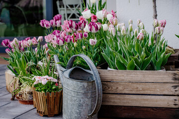 Tulipany w doniczkach na domowym tarasie