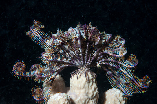 Crinoide sopra un corallo duro con le braccia dispiegate per nutrirsi