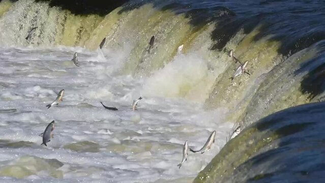 Fishes go for spawning upstream. Vimba jumps over waterfall on the Venta River. Kuldiga, Latvia.