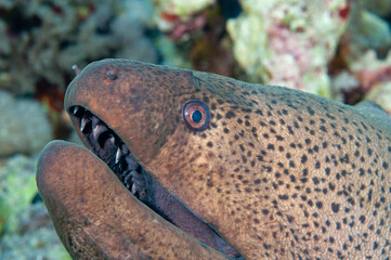 Primo piano di murena gigante, Gymnothorax javanicus