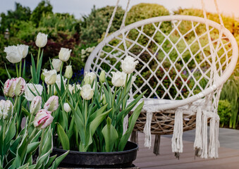 Huśtawka ogrodowa na tarasie wśród białych tulipanów w doniczkach