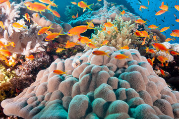 Barriera corallina con coralli e pesci colorati © Massimo
