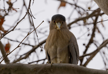 black crowned night heron perching on a tree