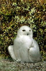 Snowy Owl