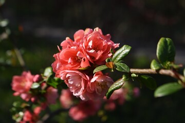 Beautiful flowers of Chaenomeles Japonica, known as Japanese quince or Maule's Quince, in the garden.